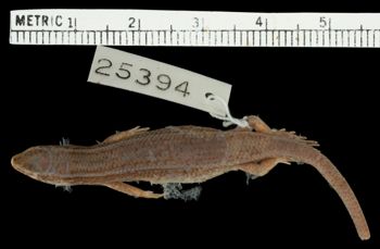 Media type: image;   Herpetology R-25394 Aspect: dorsal